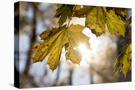 Sugar Maple in Fall, Near Freeport, Maine-Rob Sheppard-Premier Image Canvas