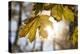 Sugar Maple in Fall, Near Freeport, Maine-Rob Sheppard-Premier Image Canvas