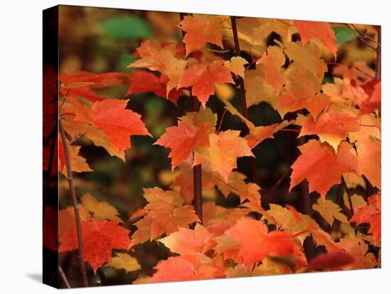 Sugar maple leaves in fall, Vermont, USA-Charles Sleicher-Premier Image Canvas