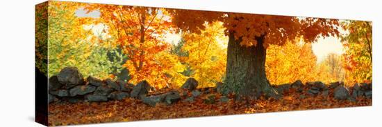 Sugar Maple Tree in Autumn, Peacham, Caledonia County, Vermont, USA-null-Premier Image Canvas