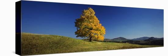 Sugar Maple Tree on a Hill, Peacham, Caledonia County, Vermont, USA-null-Premier Image Canvas