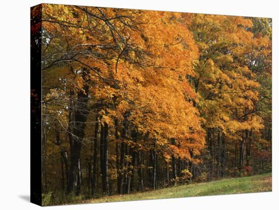 Sugar Maples, Ozark-St. Francis National Forest, Arkansas, USA-Charles Gurche-Premier Image Canvas