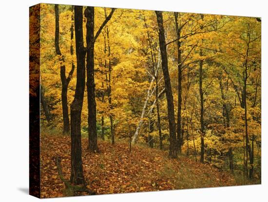 Sugar Maples, Ozark-St. Francis National Forest, Arkansas, USA-Charles Gurche-Premier Image Canvas