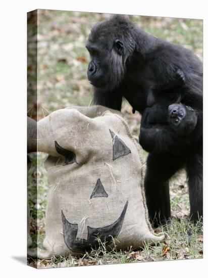 Sukari, an 8-Year-Old Mother Gorilla, Rummages Through a Trick or Treat Bag-John Amis-Premier Image Canvas