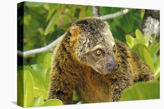 Sulawesi Bear Cuscus (Ailurops Ursinus) Sulawesi, Indonesia. Vulnerable Species-Roberto Rinaldi-Premier Image Canvas