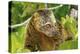 Sulawesi Bear Cuscus (Ailurops Ursinus) Sulawesi, Indonesia. Vulnerable Species-Roberto Rinaldi-Premier Image Canvas