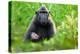 Sulawesi black macaque suckling infant, Indonesia-Nick Garbutt-Premier Image Canvas