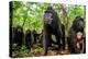 Sulawesi black macaque troop in forest, Indonesia-Nick Garbutt-Premier Image Canvas