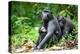 Sulawesi black macaques huddling together, Indonesia-Nick Garbutt-Premier Image Canvas