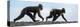 Sulawesi black macaques walking along black sand beach-Nick Garbutt-Premier Image Canvas