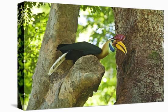 Sulawesi Knobbed Hornbill Male Adult at Nest Hole About to Pass Fig to Female Inside, Indonesia-David Slater-Premier Image Canvas