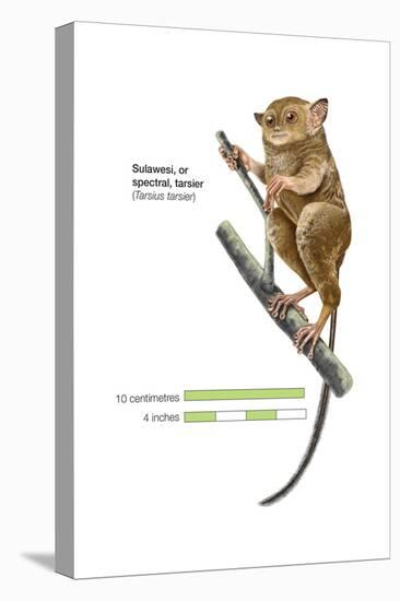 Sulawesi Tarsier or Spectral Tarsier (Tarsius Tarsier), Primate, Mammals-Encyclopaedia Britannica-Stretched Canvas