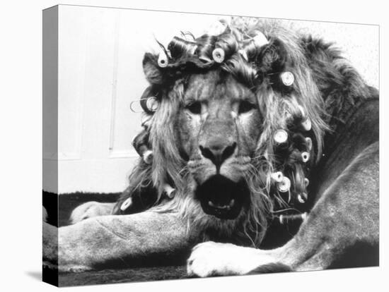 Sullivan the Lion with His Hair in Curlers at Knarsborough Zoo in Yorkshire-null-Premier Image Canvas