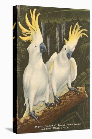 Sulphur-Crested Cockatoos, Miami, Florida-null-Stretched Canvas