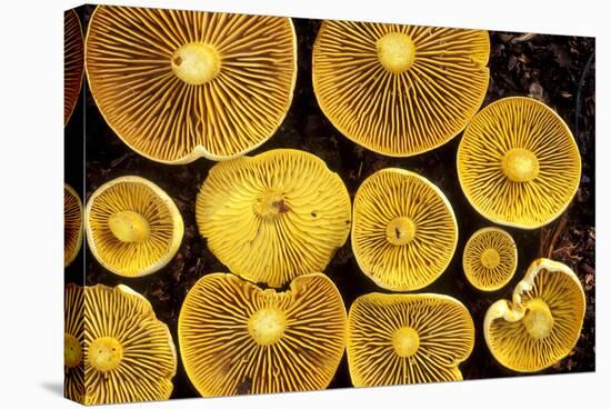 Sulphur Toadstools-Dr. Keith Wheeler-Premier Image Canvas