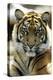 Sumatra Tiger Portrait-null-Premier Image Canvas