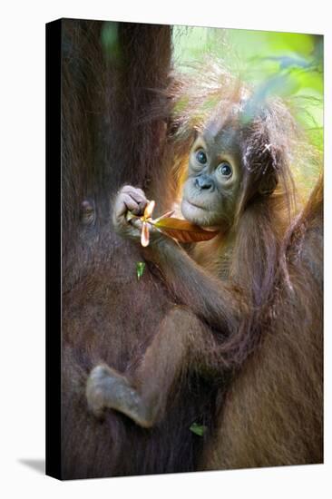 Sumatran Orangutan 9 Month Old Infant-null-Premier Image Canvas