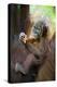 Sumatran Orangutan 9 Month Old Infant-null-Premier Image Canvas