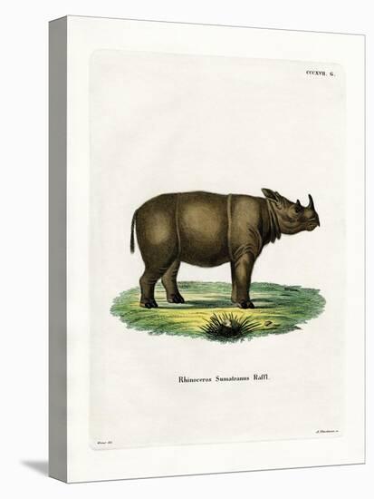 Sumatran Rhinoceros-null-Premier Image Canvas