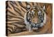 Sumatran Tiger (Panthera Tigris Sumatrae), Captive, Occurs In Sumatra, Indonesia-Edwin Giesbers-Premier Image Canvas
