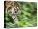 Sumatran Tiger Walking-Edwin Giesbers-Premier Image Canvas