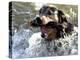 Summer a Labrador Retriever-Rottweiler Crossbreed Swims-null-Premier Image Canvas