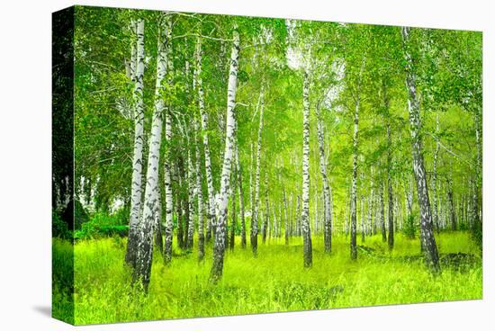 Summer Birchwood Forest-null-Stretched Canvas