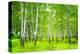 Summer Birchwood Forest-null-Stretched Canvas