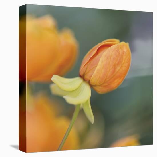 Summer Bloom 2-Florence Delva-Stretched Canvas