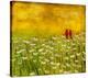 Summer Cardinals-Anne Hempel-Stretched Canvas