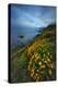 Summer Coast Wildflowers Carmel Monterey Big Sur Beach-Vincent James-Premier Image Canvas