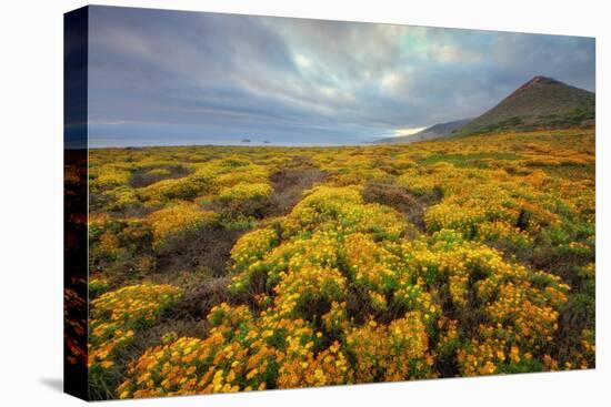 Summer Coastal Wildflower Landscape-Vincent James-Premier Image Canvas