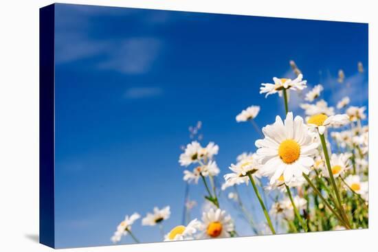 Summer Field with White Daisies on Blue Sky. Ukraine, Europe. Beauty World.-Leonid Tit-Premier Image Canvas