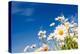 Summer Field with White Daisies on Blue Sky. Ukraine, Europe. Beauty World.-Leonid Tit-Premier Image Canvas