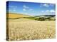 Summer Fields, Thorverton, Devon, England, United Kingdom, Europe-Jeremy Lightfoot-Premier Image Canvas