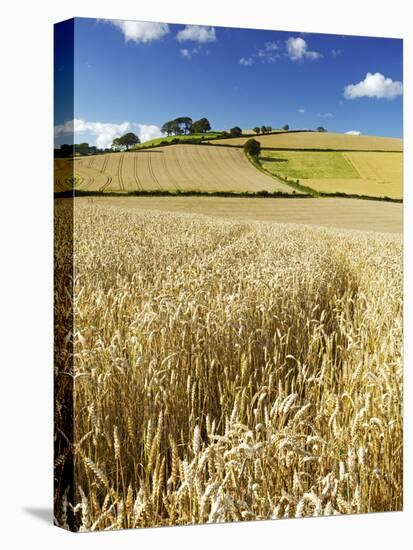 Summer Fields, Thorverton, Devon, England, United Kingdom, Europe-Jeremy Lightfoot-Premier Image Canvas