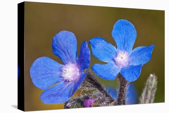 Summer Forget-me-not in flower, Chania, Crete, April-Paul Harcourt Davies-Premier Image Canvas