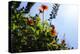 Summer Garden II-Alan Hausenflock-Premier Image Canvas