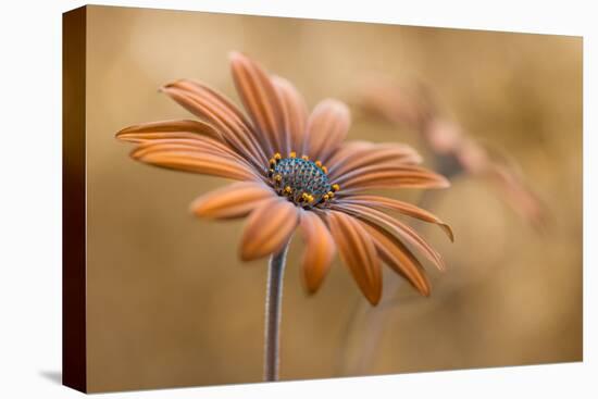 Summer glow-Mandy Disher-Premier Image Canvas