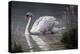 Summer Idyll - Mute Swan-Wilhelm Goebel-Premier Image Canvas