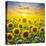 Summer Landscape: Beauty Sunset over Sunflowers Field-nadiya_sergey-Premier Image Canvas