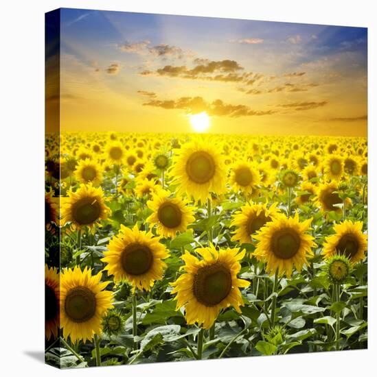 Summer Landscape: Beauty Sunset over Sunflowers Field-nadiya_sergey-Premier Image Canvas