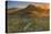 Summer Morning Light at Sea Ranch-Vincent James-Premier Image Canvas