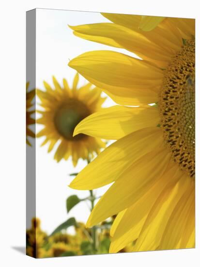 Summer Sunflowers in Tuscany, Italy-Michele Molinari-Premier Image Canvas