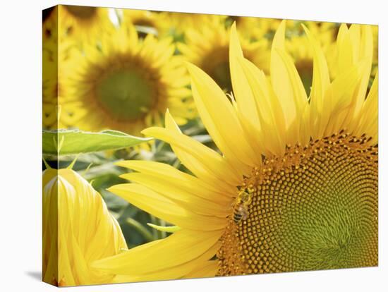 Summer Sunflowers in Tuscany, Italy-Michele Molinari-Premier Image Canvas