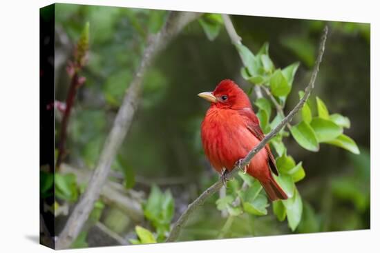 Summer Tanager (Piranga rubra) perched-Larry Ditto-Premier Image Canvas