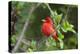 Summer Tanager (Piranga rubra) perched-Larry Ditto-Premier Image Canvas