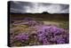 Summer Wildflowers in Iceland-null-Premier Image Canvas