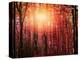 Sun among the branches-Marco Carmassi-Premier Image Canvas