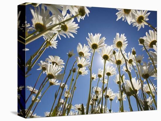 Sun and blue sky through daisies-Craig Tuttle-Premier Image Canvas